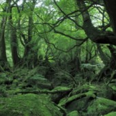 Chiêm ngưỡng thiên nhiên "đẹp ám ảnh" ở Kagoshima